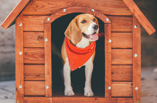 Recommendations for Outstanding Dog Boarding Amenities