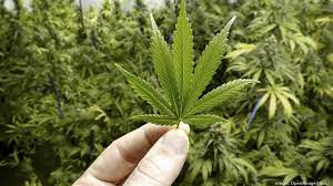 Seizing cannabis real estate opportunities to create cannabis businesses