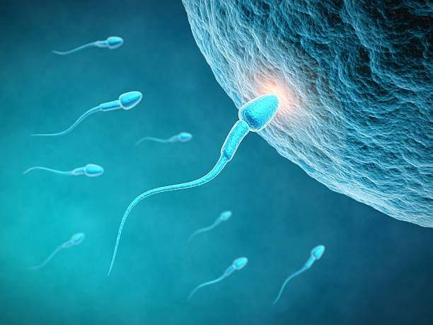 Using Traditional Chinese Medicine for Improving Male Fertility