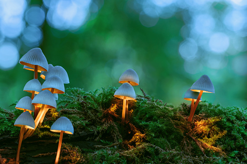 How To Choose The Perfect Shrooms In Washington, D.C