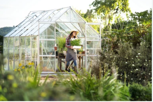 4 Challenging Crops To Grow In A Greenhouse For Extra Income