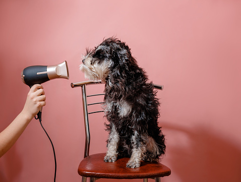 The most important dog dryer blower will provide you with comprehensive grooming for your personal animal