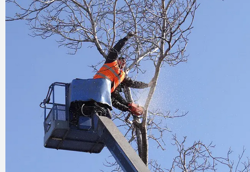 What to Expect from a Professional Tree removal service