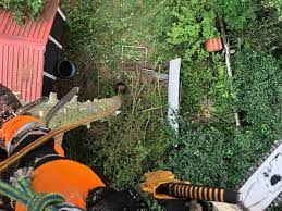 Expert Tree Felling Services in Halmstad: Your Trusted Arborists