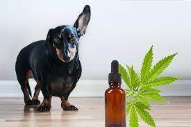 A Gentle Path to Pet Wellness: CBD for Dogs