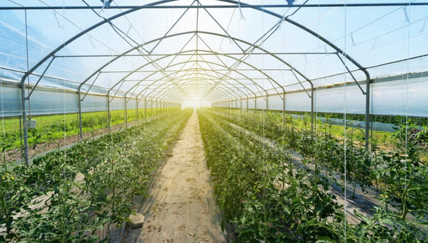 Harvesting Happiness: Greenhouses Tailored to You