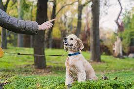 Mastering Manners: Essential Dog Training Techniques